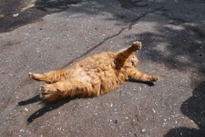 fat ginger cat lying in the sun